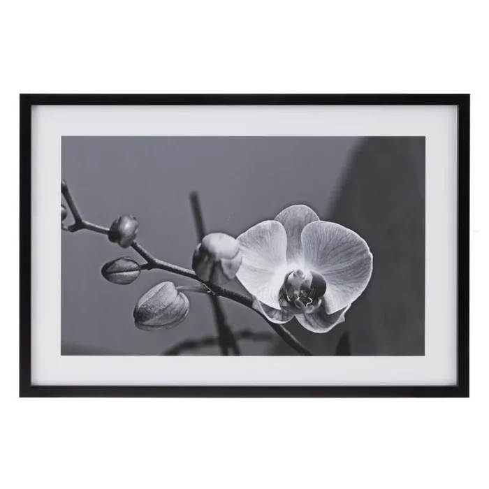LOLAhome Cuadro de Flor fotoimpreso de metacrilato y Papel Blanco y Negro de 65×95 cm
